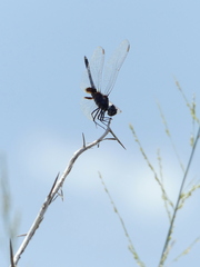 Urothemis edwardsii