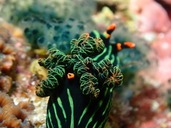 Nembrotha kubaryana
