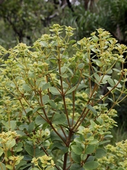 Calea fruticosa