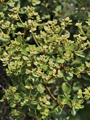 Calea fruticosa