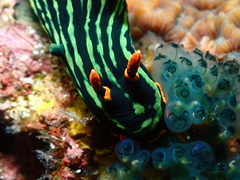 Nembrotha kubaryana