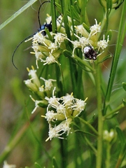Baccharis linearifolia