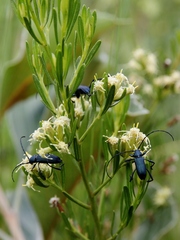 Baccharis linearifolia