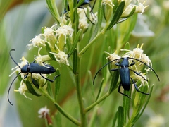 Baccharis linearifolia