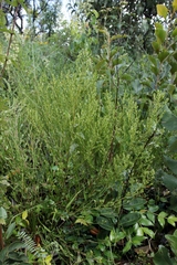 Baccharis linearifolia