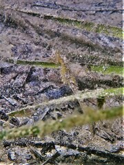 Hippocampus breviceps