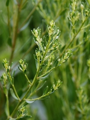 Baccharis linearifolia