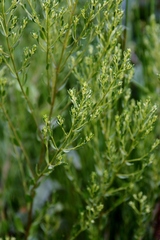 Baccharis linearifolia
