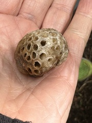 Cyttaria hariotii