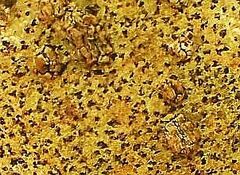 Arthoniomycetes