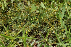 Chrysanthellum indicum