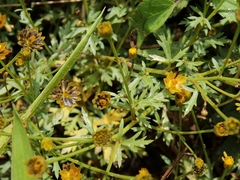 Chrysanthellum indicum