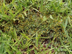 Chrysanthellum indicum