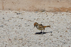 Calamanthus campestris