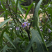 Solanum aviculare aviculare - Photo Sem direitos reservados, uploaded by Peter de Lange
