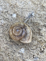 Helminthoglypta reediana