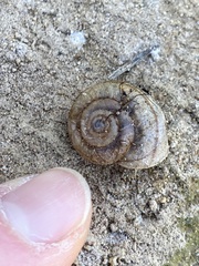 Helminthoglypta reediana