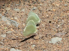 Appias epaphia contracta