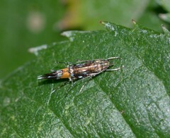 Cosmopterix