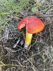 Hygrocybe laetissima