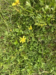 Ranunculus peduncularis