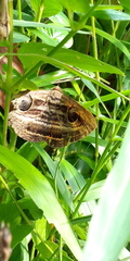 Spirama