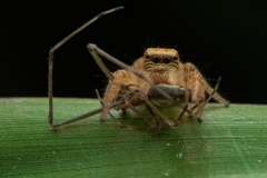 Carrhotus viduus