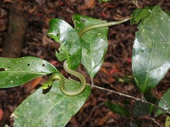 Philothamnus semivariegatus