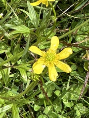 Ranunculus peduncularis