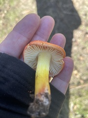 Hygrocybe laetissima