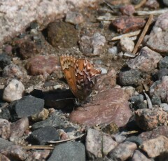 Callophrys eryphon