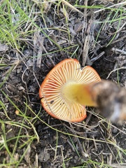 Hygrocybe laetissima