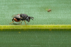 Brachymeria podagrica