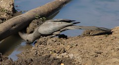 Corythaixoides concolor bechuanae