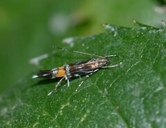 Cosmopterix