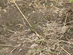 Ceratogomphus pictus