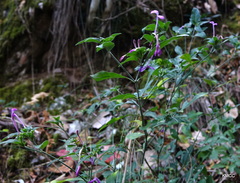 Hypoestes