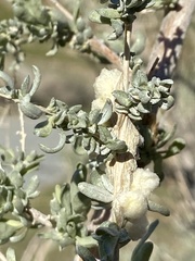 Asphondylia floccosa