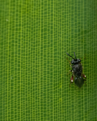 Brachymeria podagrica