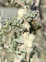 Asphondylia floccosa