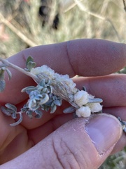 Asphondylia floccosa