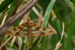 Sameodes cancellalis