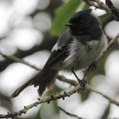 Trochocercus cyanomelas cyanomelas