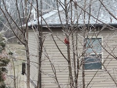 Cardinalis cardinalis