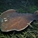 Coffin Ray - Photo (c) J. Martin Crossley, some rights reserved (CC BY-NC-SA), uploaded by J. Martin Crossley