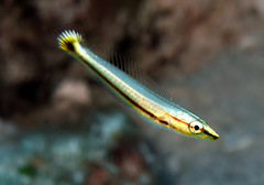 Hologymnosus doliatus