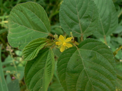 Corchorus olitorius