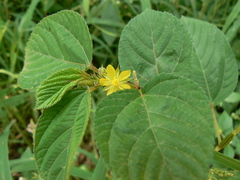 Corchorus olitorius