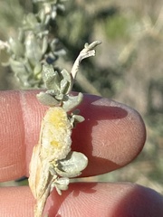 Asphondylia floccosa