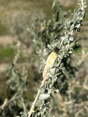 Asphondylia floccosa